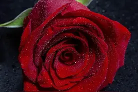 各色玫瑰的花语是什么，送几朵代表什么意思你知道吗？图片