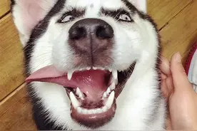 不怕告诉你：养狗就养哈士奇,虽然傻傻的,但是真的很快乐!图片