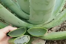 芦荟是个宝，叶子像“药箱”，掰开抹抹脸，又白又嫩又健康图片