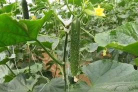 黄瓜得了霜霉病，用哪些药防治呢？图片
