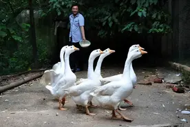 有鹅的地方就不会有蛇？蛇为什么会害怕大鹅？看完涨知识图片