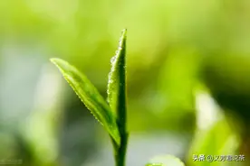 “头采”、“头春”、“明前”、“雨前”，为何有些茶人很在意？图片
