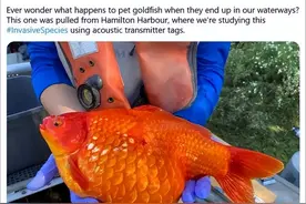 “巨无霸”金鱼入侵加拿大，一条重19斤，我国吃货都表示下不了口图片