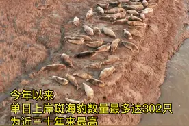 辽河口数百只斑海豹“蛄蛹”上岸晒太阳！图片