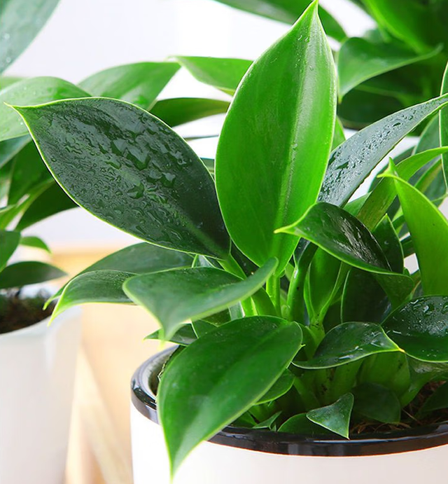 农村1种植物,人称万年青,根茎粗壮,可清热解毒