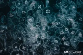 高中生物三年必背知识最全汇总（建议打印）图片