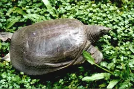 鳖的三大家族成员——鼋･山瑞･中华鳖图片