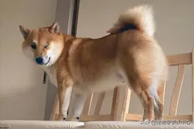 柴犬偷摸搞恶作剧，被发现后瞬间变脸，主人笑到手都颤抖图片