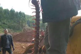 蜈蚣到底有多毒，如果人被它咬伤后会怎样？中国最大蜈蚣有多大？图片