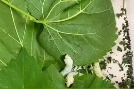 从蚕宝宝到结茧到飞蛾再到卵图片