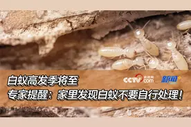 白蚁高发季将至，专家提醒：家里发现白蚁不要自行处理！图片