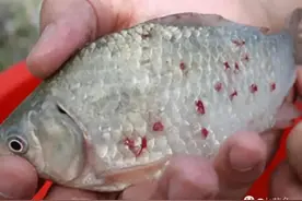 寄生虫性鱼病的预防与治疗处方：不同虫体对不同杀虫剂有差异图片