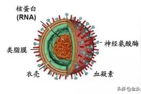 中医治疗甲流的正确打开方式图片