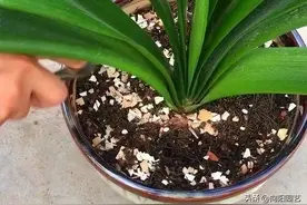 鸡蛋壳是养花的宝贝，碾碎了，上锅炒一炒，拌在土里养花用图片