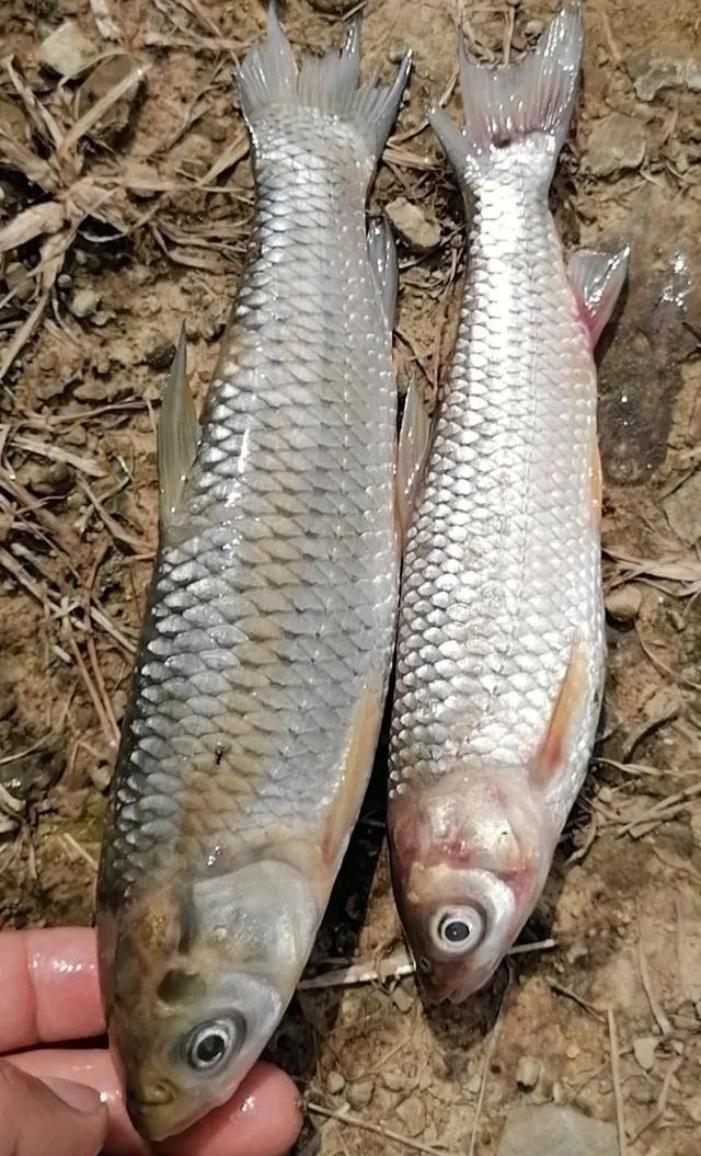 简析疑难杂症——鱼类败血症的防控：难治的集多症状于一身的鱼病