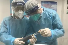 广东海关查获非法入境的剧毒蚂蚁！个头堪比蟑螂！这蚂蚁有多毒？图片