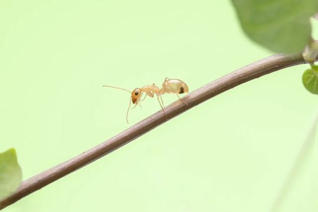 太震撼！适马105mm微距镜头下的梦幻蚂蚁王国