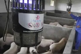 五个方法让养猪人夏天养好猪。图片