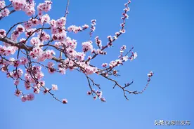 皋兰县：杏花灿漫春意浓，美好、希望……正悄然而至图片