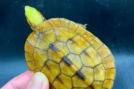 金钱龟的最新价格。图片