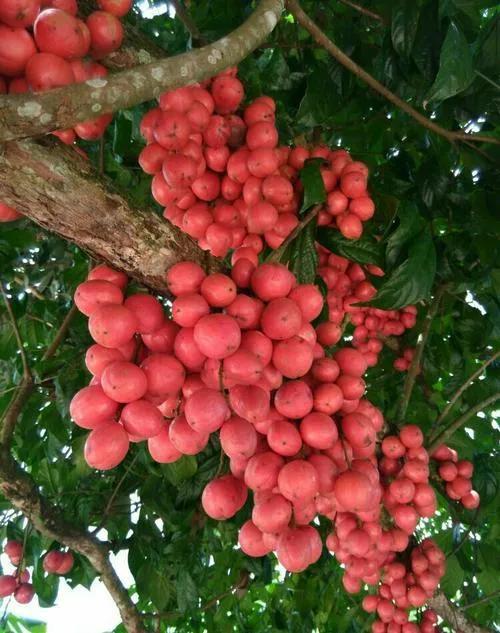 南汇水蜜桃,马陆葡萄,庄行蜜梨……除了这些耳熟能详的地产水果上海还