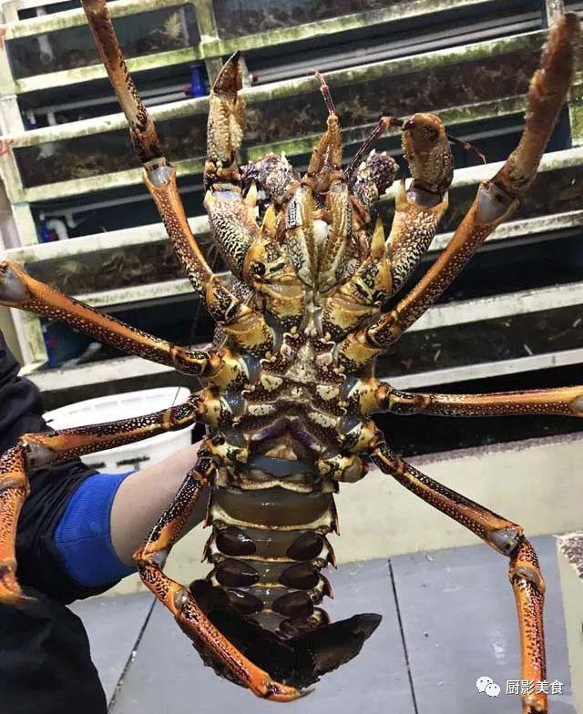 40头的花胶是几级 2025年花胶40头是什么意思?