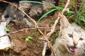 猫妈妈多次到村里去捕鸡鸭，村民发现后，用小猫去诱捕喵图片