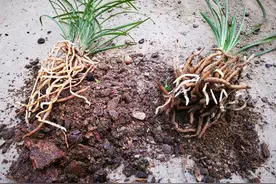 兰花老烂根怎么办？试用这4种材料养兰，60天就能长出肥壮的兰根图片