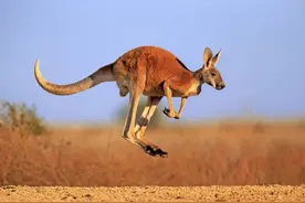 袋鼠打死人？澳洲人提醒你，别惹它们图片