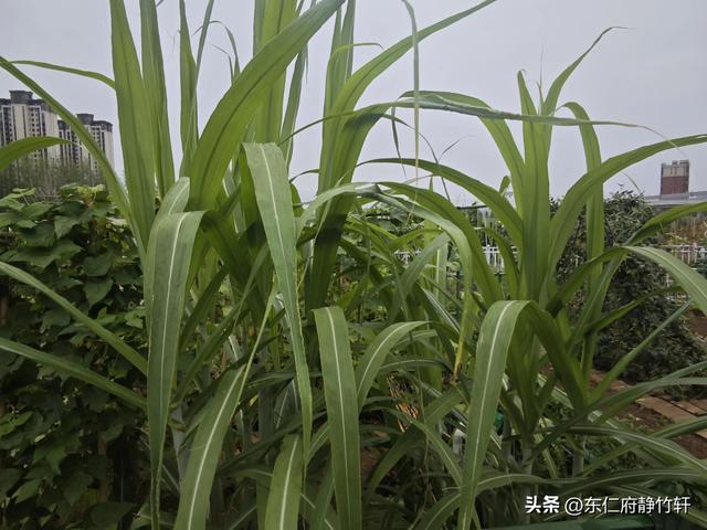 联题陕西省西安市西咸新区创新港绿浪公社风光 文/李景宁