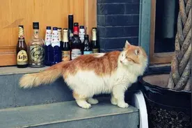 科学养猫之猫咪患了湿疹如何解决？图片