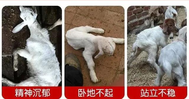 全身软瘫、卧地不起，2-5天死亡！这个方法成功率99%！软瘫不再愁