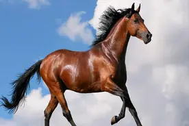 全球最贵的6种马：汗血宝马未能入榜，纯血马位居榜首？图片