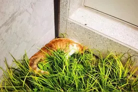 网红“鸡排猫”疑遭虐杀？警方回应图片