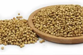 「香料包的秘密31」香菜籽，香料界一个尴尬的存在图片