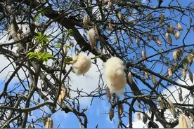 《论语》分享 | 学而篇第一 1.6图片