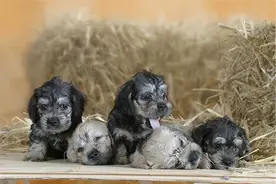 狗狗到底该不该结扎，会不会很危险？文章有点长看完再做决定图片