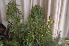 方位+天气飞花令图片