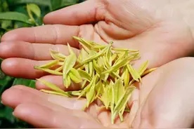 安吉白茶和黄金芽哪个好喝？图片
