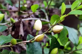 「含笑花」含笑使我香喷喷，但狂笑却让香气跑光了图片