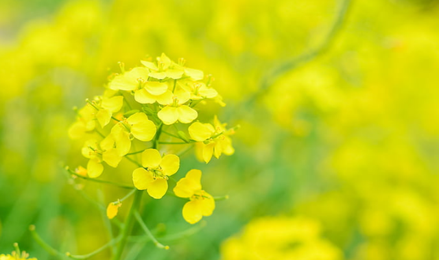中央定调！肥料即将大变天！农民要提前做好这些准备