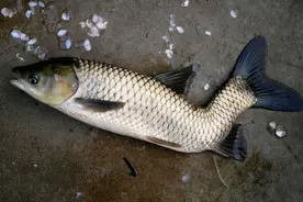 市场上这6种鱼，少买，少吃图片