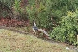祥云水目山再现白腹锦鸡图片