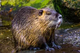 又是入侵物种！上海多地发现“巨型老鼠”，谁能降服它们？图片