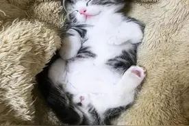 涨姿势！猫咪睡觉的6个小常识！（特别注意病发前兆）图片