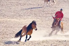 威武雄壮！草原上套马的汉子大显身手图片
