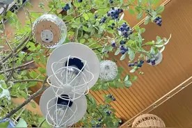 路边遇到2种果树，掰个枝插土里，养两年果实挂满枝，好吃吉祥图片