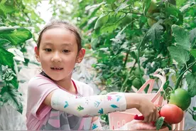 番茄不肯结，对照一下，番茄所需的5个生长环境，为它提供到了吗图片