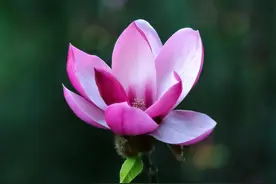 拍照时对焦准确，可照片还是不够清晰？是你忽视了这5个要点图片