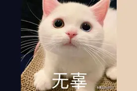 我的猫咪去了喵星三年，再次归来成了我的宝宝图片